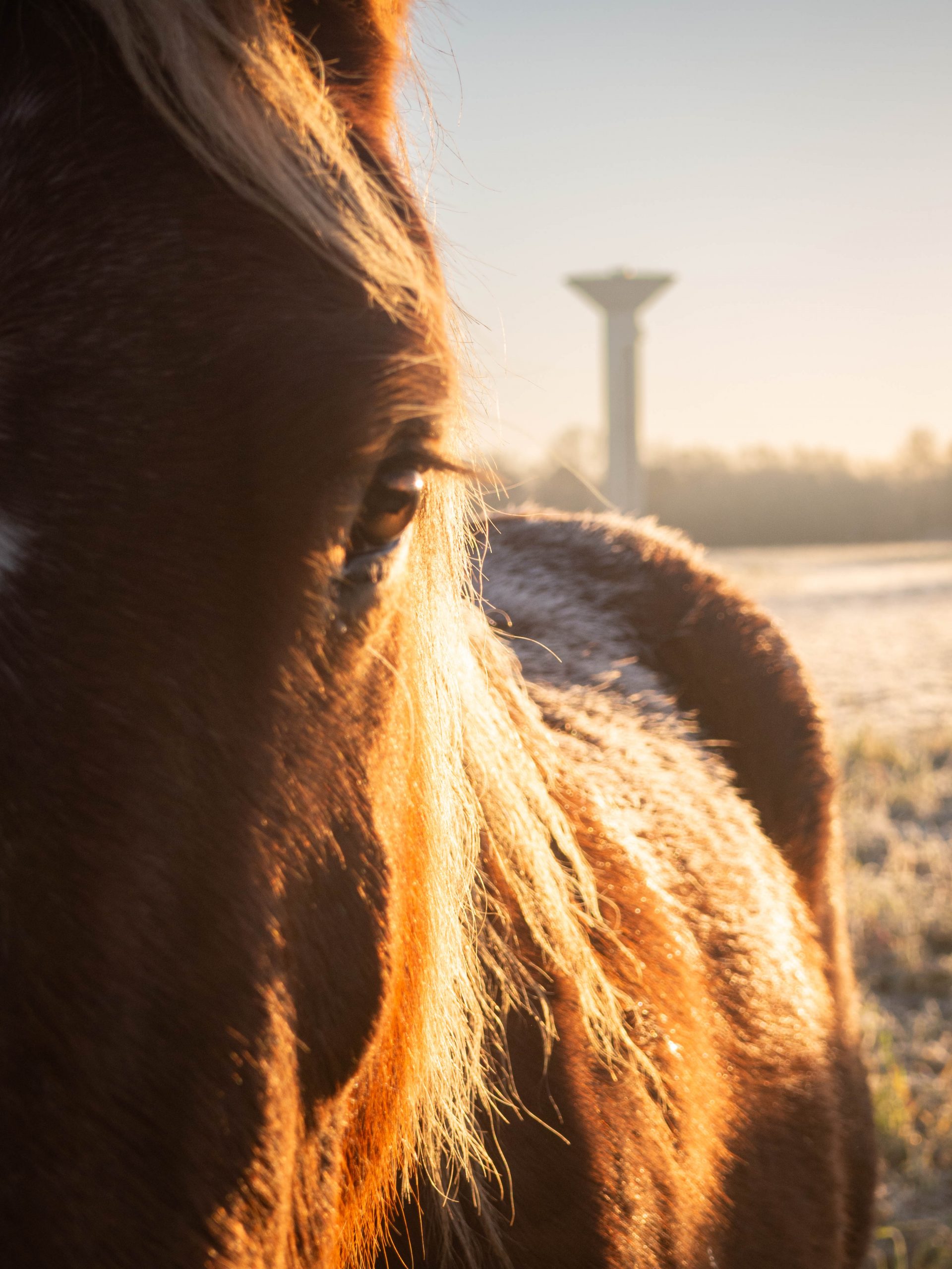 Photo de près d'une jument 